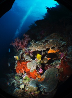 Reef wall